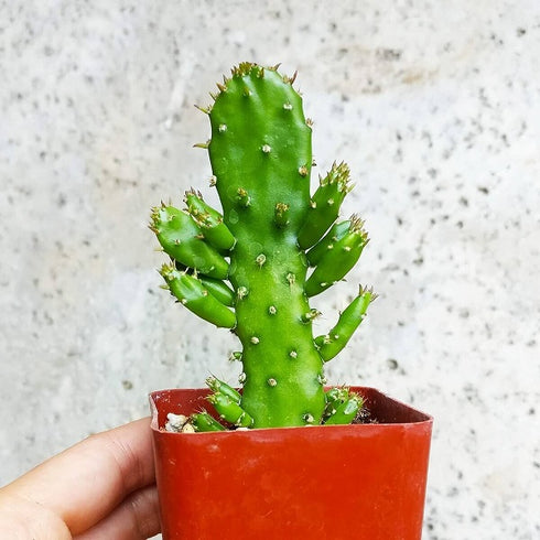 Opuntia monacantha - Cactus Plant